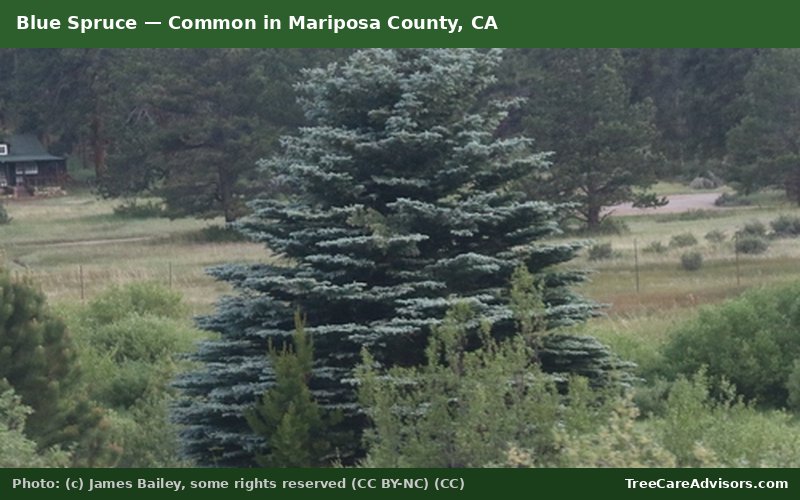 Blue Spruce  -  common in Mariposa County, CA