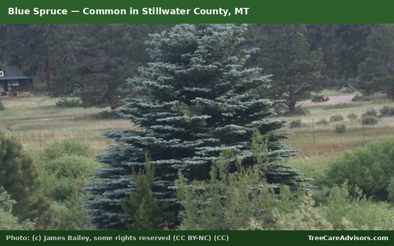 Blue Spruce  -  common in Stillwater County, MT