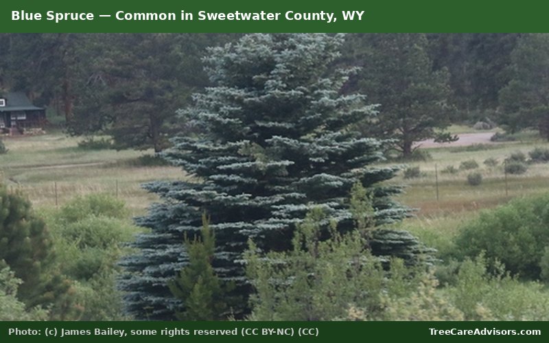 Blue Spruce  -  common in Sweetwater County, WY