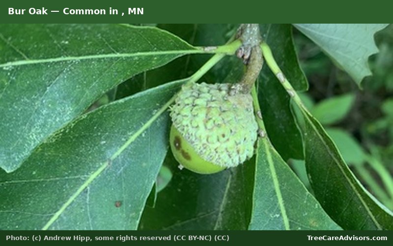 Bur Oak  -  common in , MN