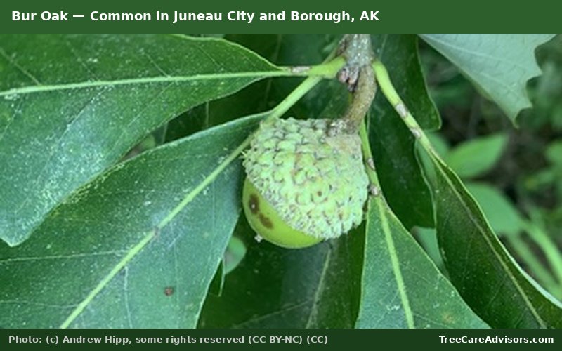 Bur Oak  -  common in Juneau City and Borough, AK
