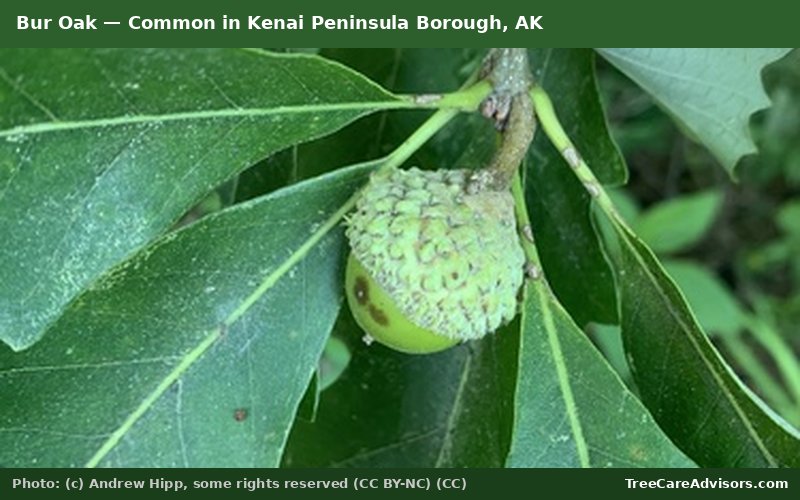 Bur Oak  -  common in Kenai Peninsula Borough, AK