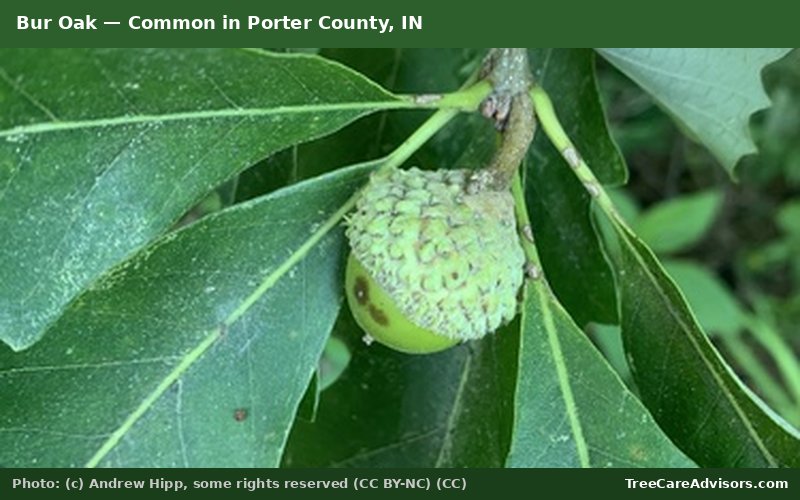 Bur Oak  -  common in Porter County, IN