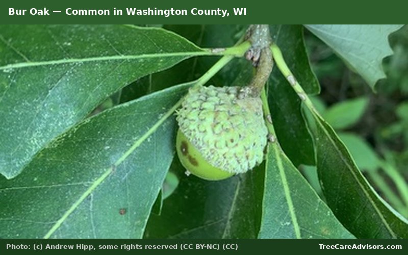 Bur Oak  -  common in Washington County, WI