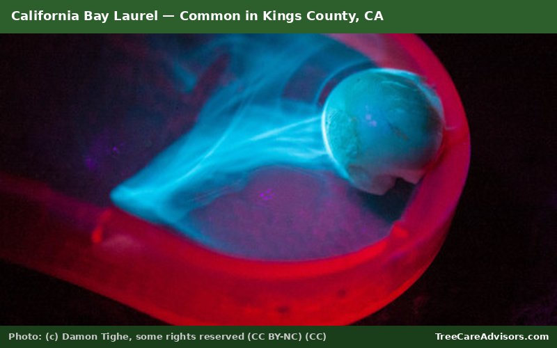 California Bay Laurel  -  common in Kings County, CA