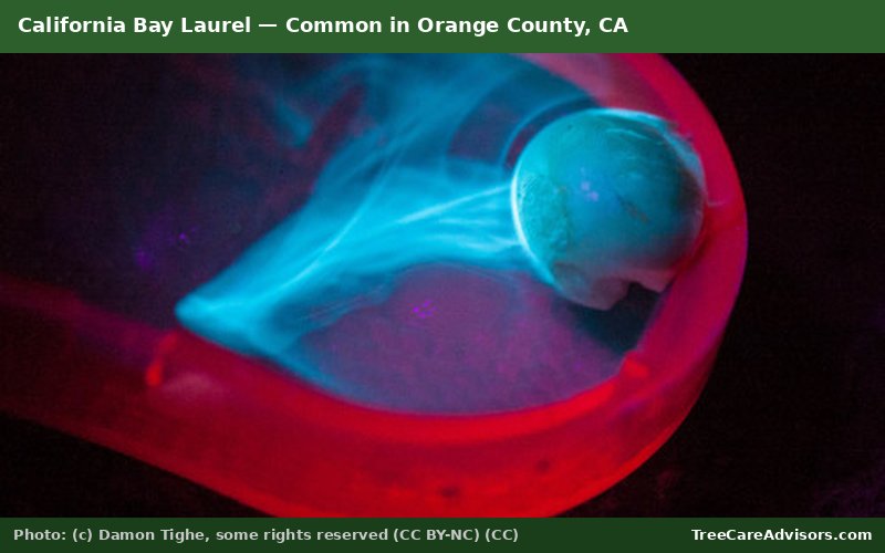 California Bay Laurel  -  common in Orange County, CA