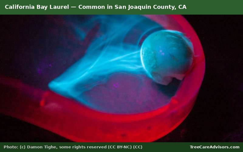 California Bay Laurel  -  common in San Joaquin County, CA