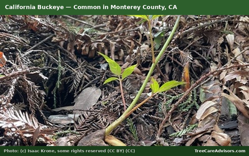 California Buckeye  -  common in Monterey County, CA