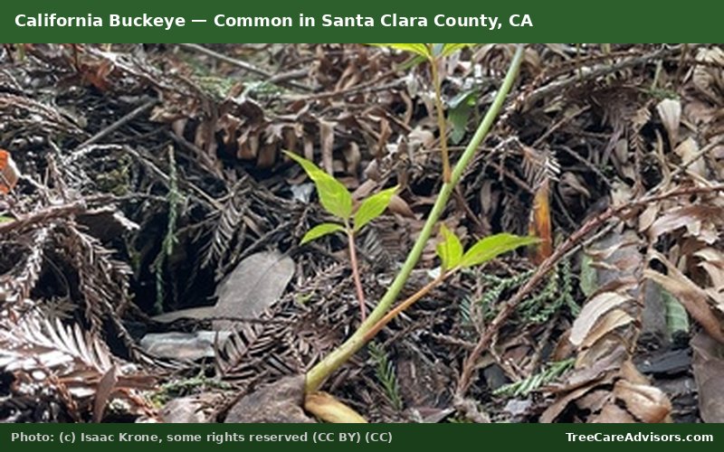 California Buckeye  -  common in Santa Clara County, CA