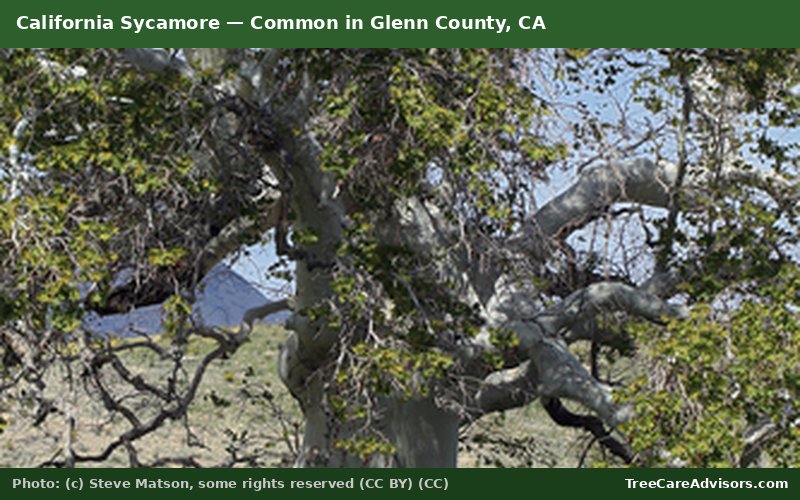 California Sycamore  -  common in Glenn County, CA