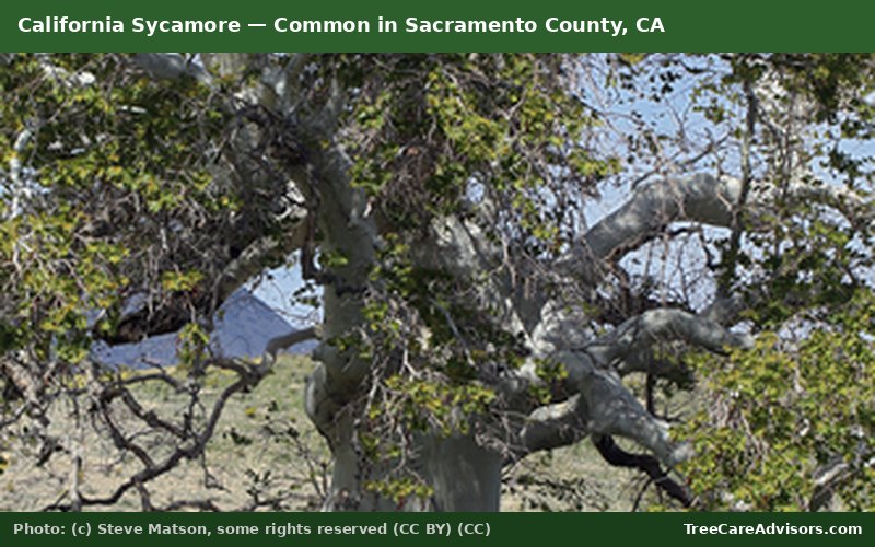 California Sycamore  -  common in Sacramento County, CA