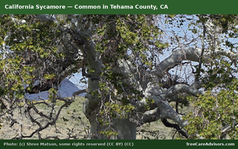 California Sycamore  -  common in Tehama County, CA