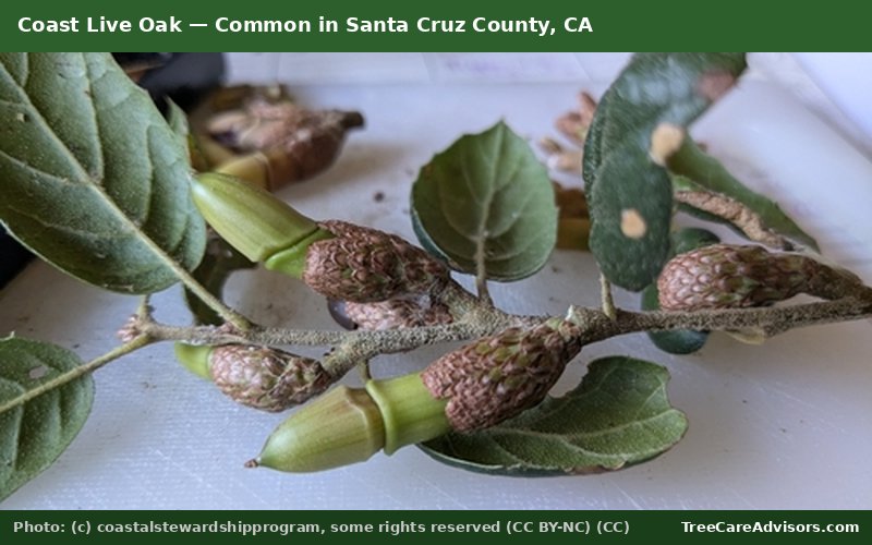 Coast Live Oak  -  common in Santa Cruz County, CA