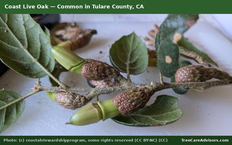 Coast Live Oak  -  common in Tulare County, CA