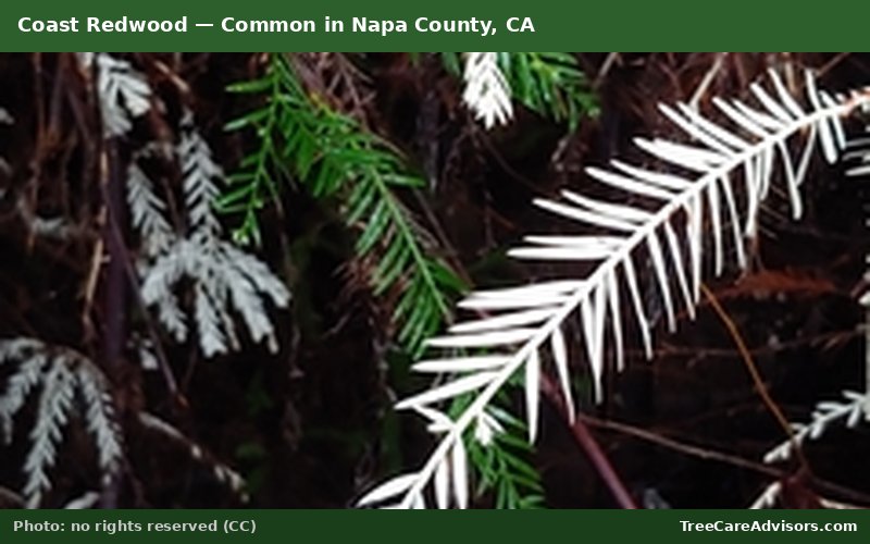 Coast Redwood  -  common in Napa County, CA