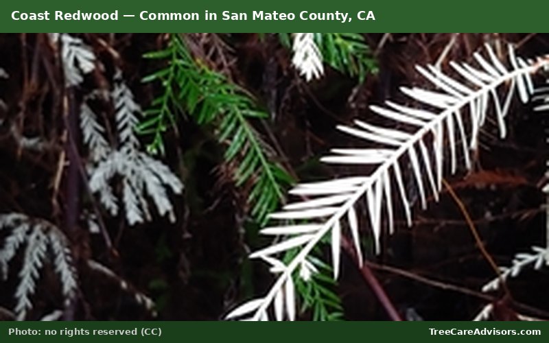 Coast Redwood  -  common in San Mateo County, CA