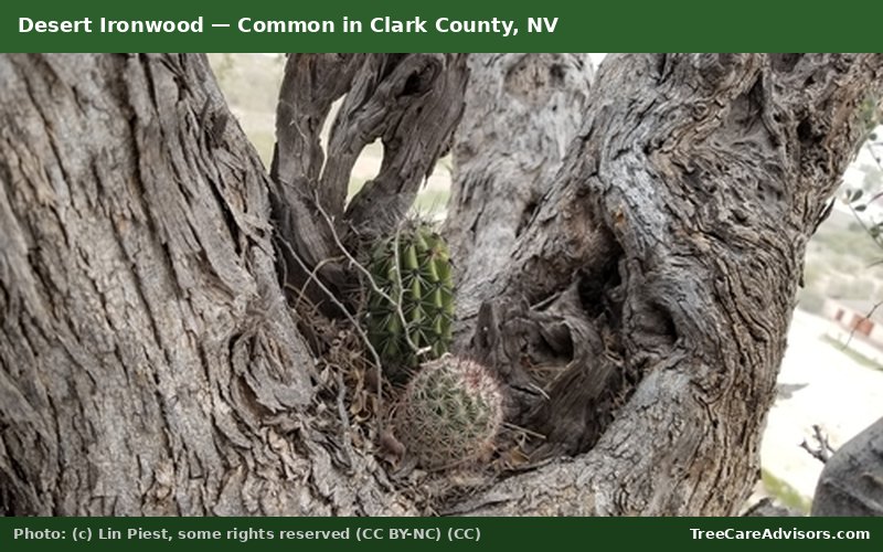 Desert Ironwood  -  common in Clark County, NV