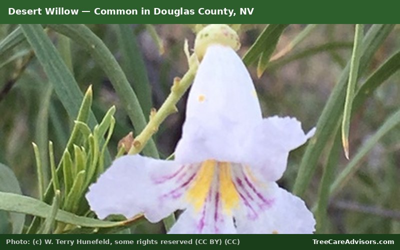 Desert Willow  -  common in Douglas County, NV