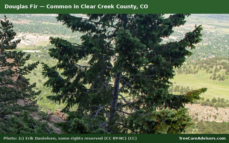 Douglas Fir  -  common in Clear Creek County, CO