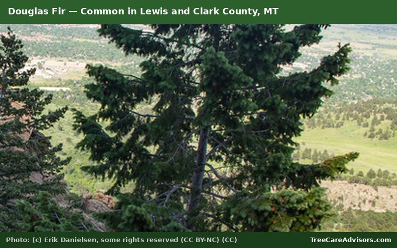Douglas Fir  -  common in Lewis and Clark County, MT