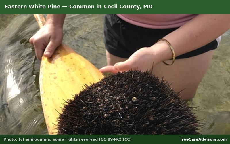 Eastern White Pine  -  common in Cecil County, MD