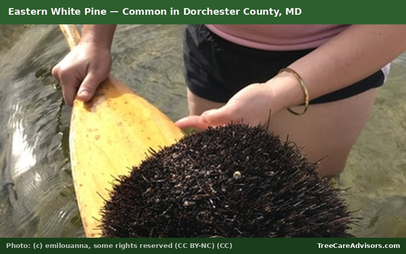 Eastern White Pine  -  common in Dorchester County, MD