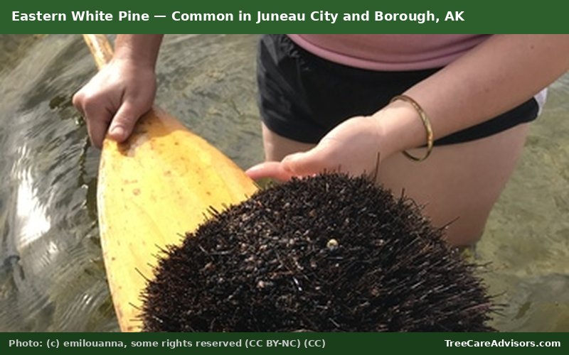 Eastern White Pine  -  common in Juneau City and Borough, AK