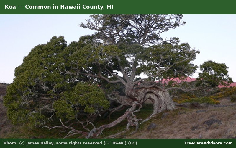 Koa  -  common in Hawaii County, HI