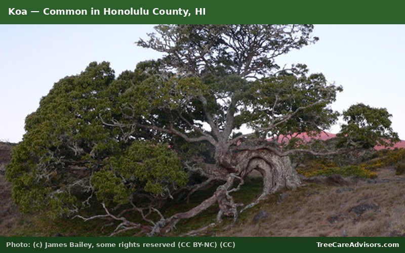 Koa  -  common in Honolulu County, HI