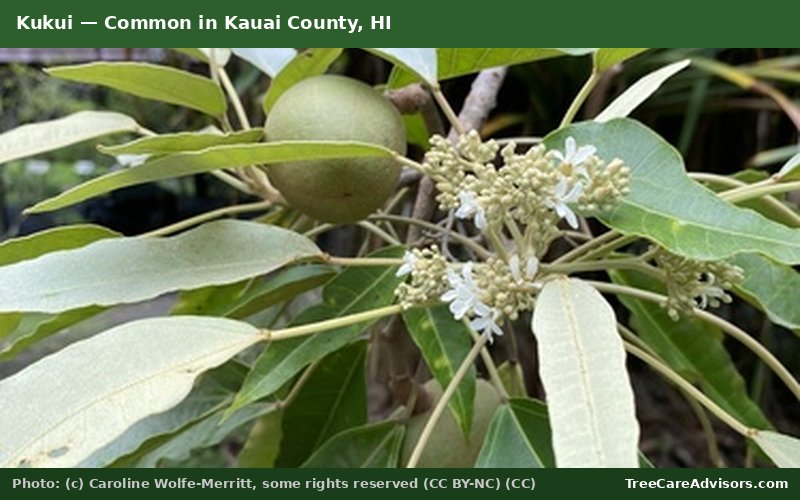 Kukui  -  common in Kauai County, HI