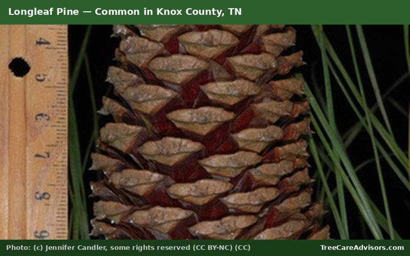 Longleaf Pine  -  common in Knox County, TN
