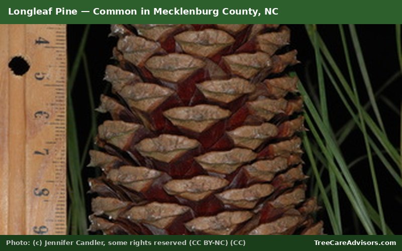 Longleaf Pine  -  common in Mecklenburg County, NC