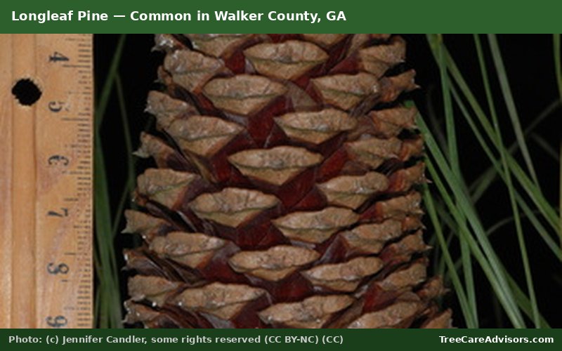 Longleaf Pine  -  common in Walker County, GA
