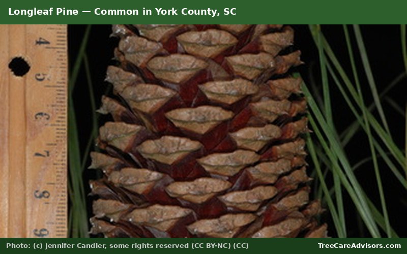 Longleaf Pine  -  common in York County, SC