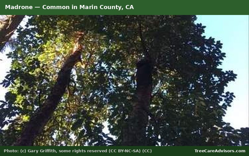 Madrone  -  common in Marin County, CA