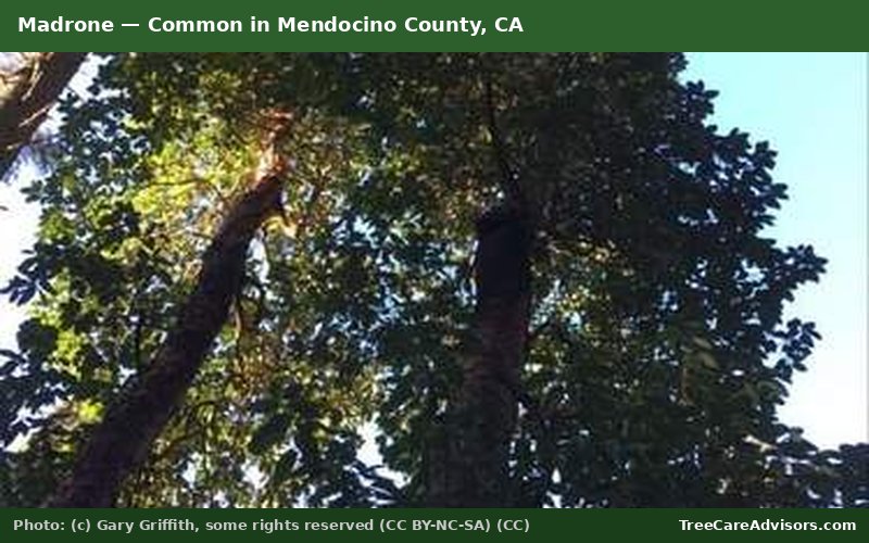 Madrone  -  common in Mendocino County, CA