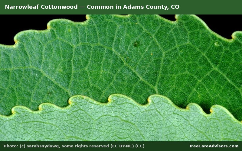 Narrowleaf Cottonwood  -  common in Adams County, CO