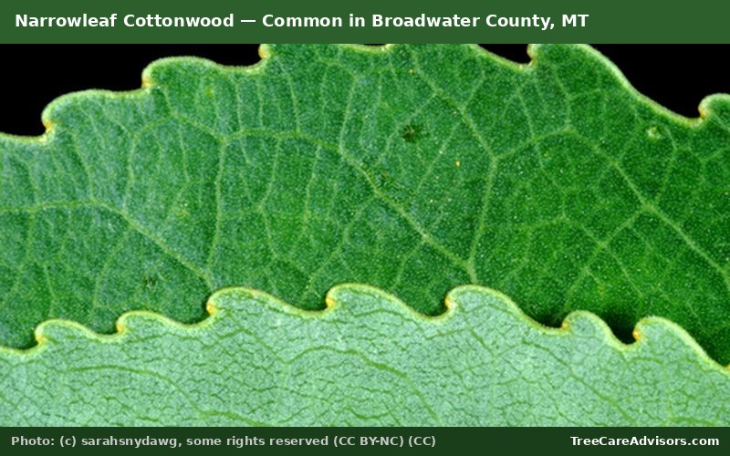 Narrowleaf Cottonwood  -  common in Broadwater County, MT