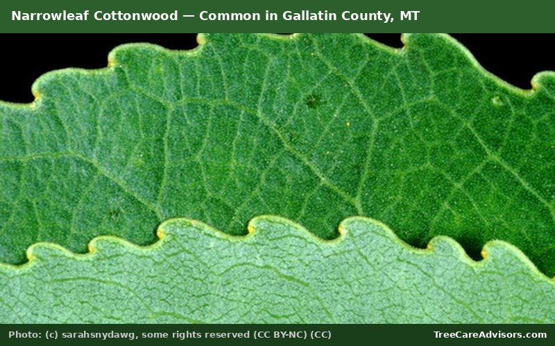 Narrowleaf Cottonwood  -  common in Gallatin County, MT