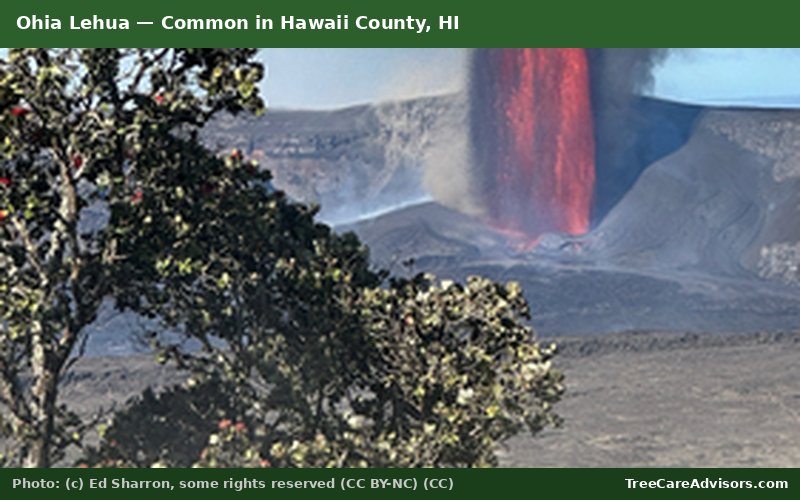 Ohia Lehua  -  common in Hawaii County, HI