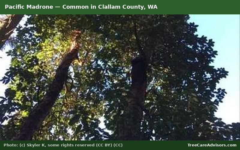 Pacific Madrone  -  common in Clallam County, WA