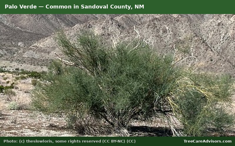 Palo Verde  -  common in Sandoval County, NM