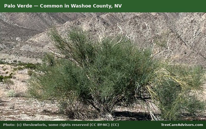 Palo Verde  -  common in Washoe County, NV