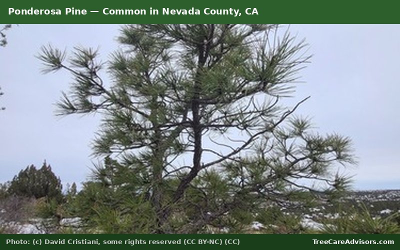 Ponderosa Pine  -  common in Nevada County, CA