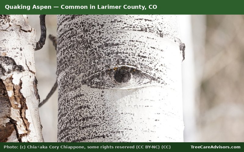 Quaking Aspen  -  common in Larimer County, CO