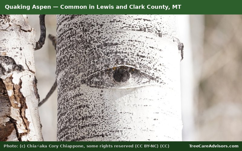 Quaking Aspen  -  common in Lewis and Clark County, MT