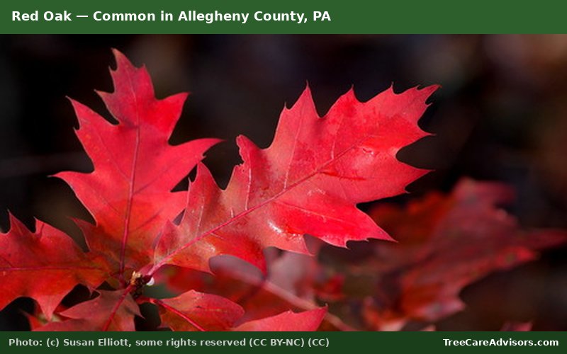 Red Oak  -  common in Allegheny County, PA