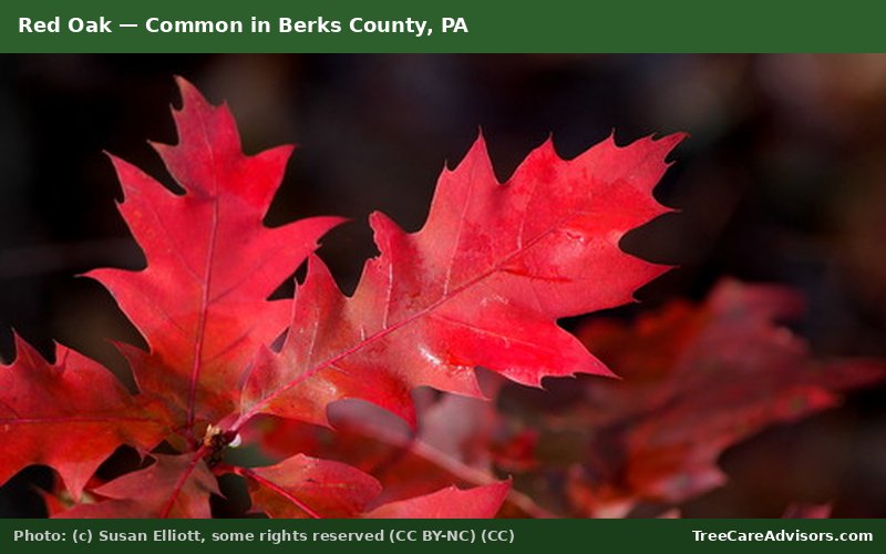 Red Oak  -  common in Berks County, PA