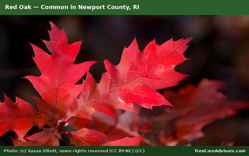 Red Oak  -  common in Newport County, RI