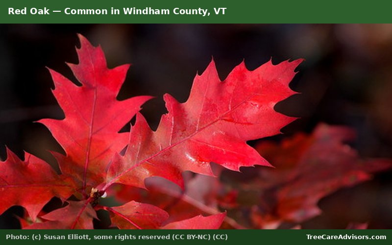 Red Oak  -  common in Windham County, VT